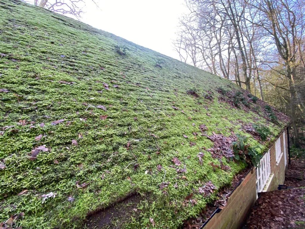 Roof covered with moss and leaves, showing overgrowth
