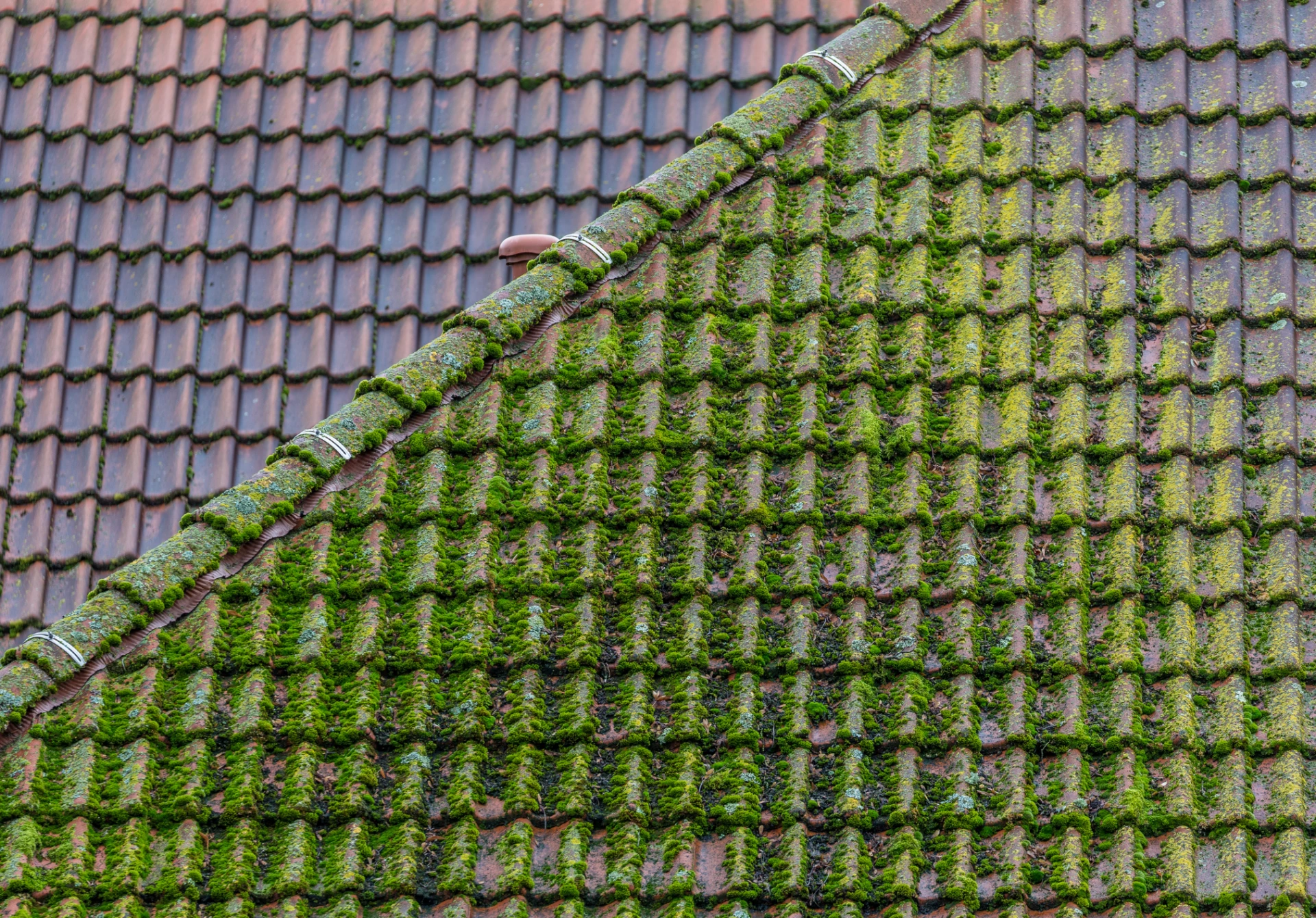 Moss on roof